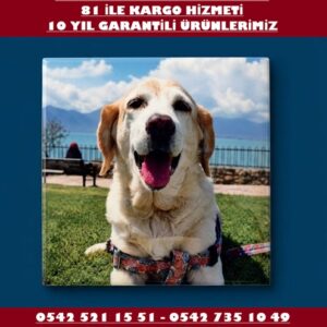 20x20 Ölçülerinde Evcil Hayvan Kare Şeklinde Porselen Resim Baskı